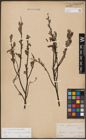Foto von Salix aurita L. x Salix lapponum L. x Salix myrtilloides L.